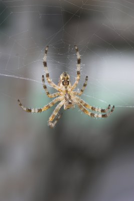 Spider #2