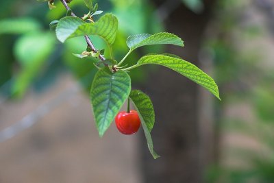 Cherry