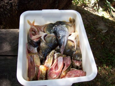 Step One - find the biggest fish heads possible