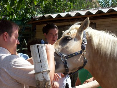 petting the horse