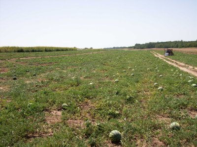 Why the watermelon fields of course:)