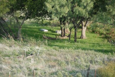 Glimpse of a long-abandoned cemetery in the middle of the fields.