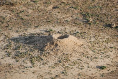 Prairie Dog dwelling.