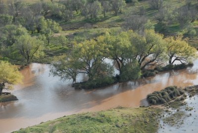 Mesquite trees on a small island.
