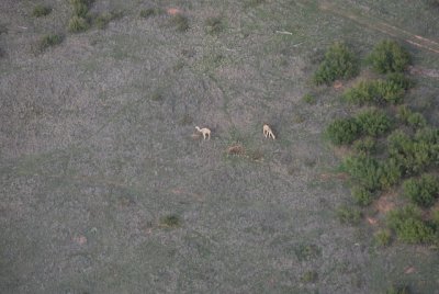 Dromedarian camels near the hatcheries.
