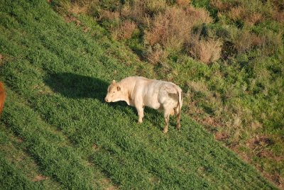 Taylor's big guy, a Limousine bull.