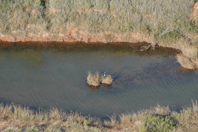Blue Heron stands peacefully on an island.