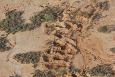 Intriguing formations, perhaps created by wild hogs.