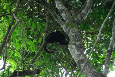 Monkeys at Caracol National Park.