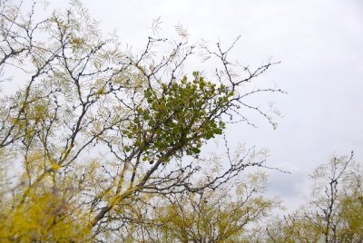 Mistletoe in a Mesquite Tree.