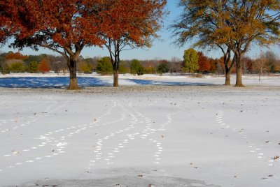 Geese tracks over the #8 fairway.
