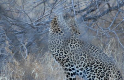 The Elusive Leopard Hides in the Bushes- 122.jpg