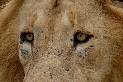 A Lion Wears his Battle Scars- 142.jpg