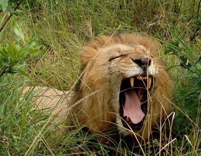 Yawning Lion- 144.jpg