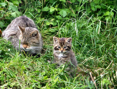 Scottish Wild cat & kitten