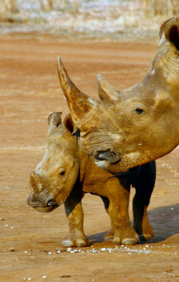 Rhino's of Thanda Nani