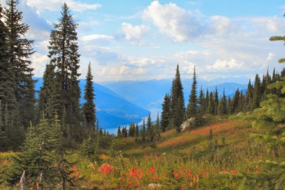 Alpine meadow - Rocky Mountains