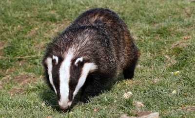 British Wildlife Centre