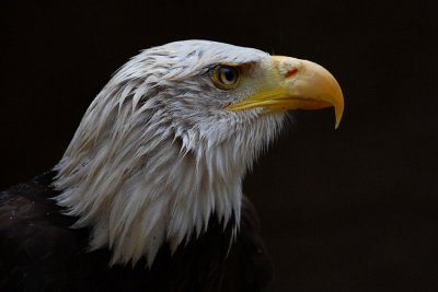 Bald Eagle_9958a.jpg