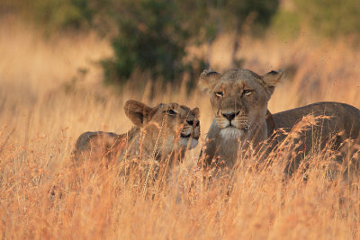 Lions at Satara