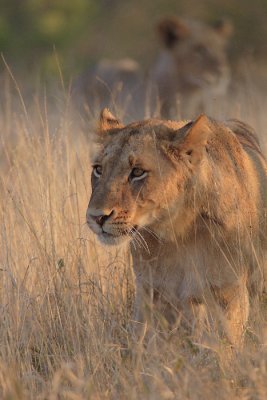 Lions at Satara