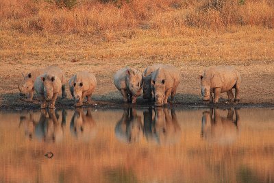 7 Rhino at Nyamundwa Dam