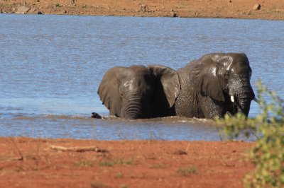 Elephants taking a swim at Nhlanganzwani dam