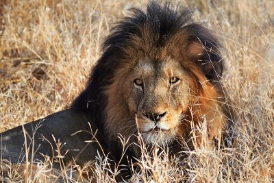 Male Lion at Kapama