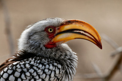 Yellow billed Hornbill