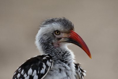 Red billed hornbill