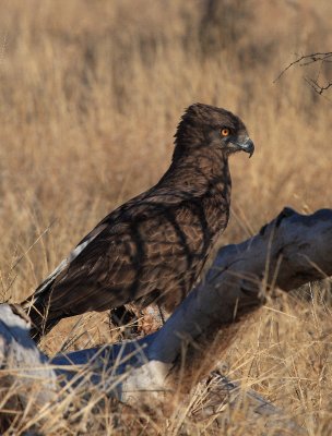 Brown snake eagle5822