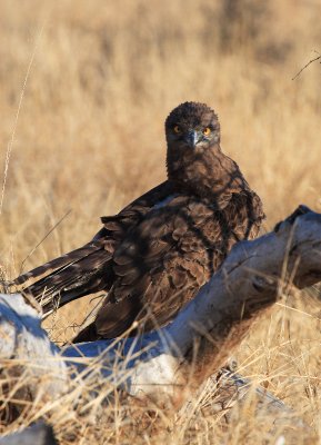 Brown snake eagle5824