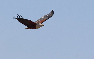 African Fish Eagle