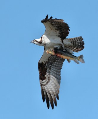 Osprey - Canada