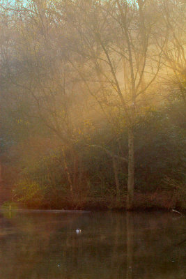 Early morning light - Tilgate Park