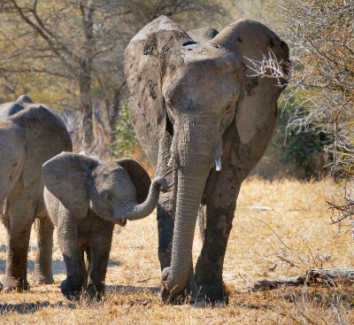 Elephants Of Kruger