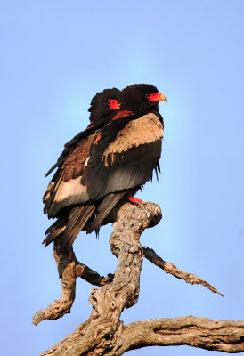 Bateleur Eagles