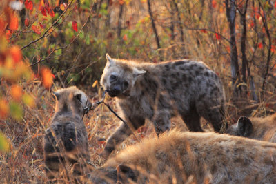 Young Hyena's at play early morning