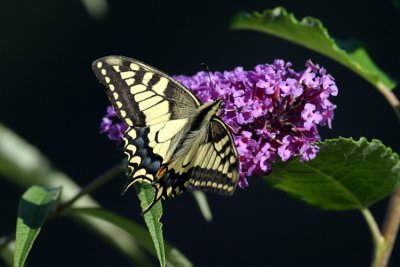 Papilio machaon - IMG_8940.jpg