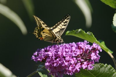 Papilio machaon - IMG_8944.jpg