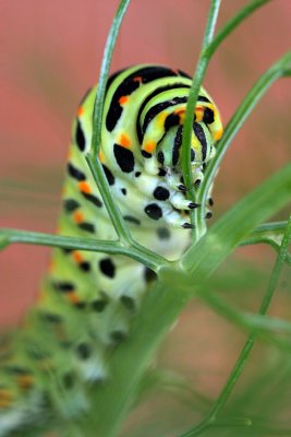 Papilio machaon - IMG_716398.jpg