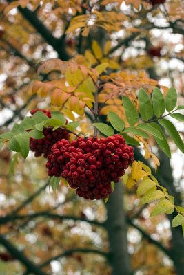 CRW_296212.jpg