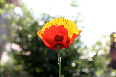 IMG_640238.jpg