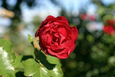 IMG_8479163.jpg