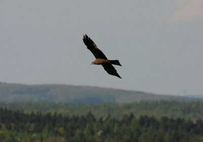 Black Kite - Nibbio bruno - Schwarzmilan - Milvus migrans
