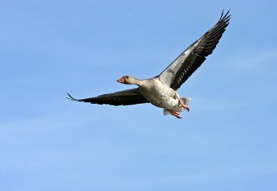 Greylag Goose - Oca selvatica- Graugans - Anser anser