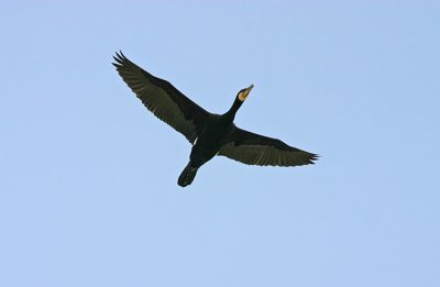 Great Cormorant - Cormorano - Kormoran - Phalacrocorax carbo