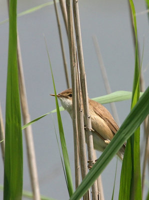 Reed Warbler - Cannaiola - Teichrohrsnger - Acrocephalus scirpaceus