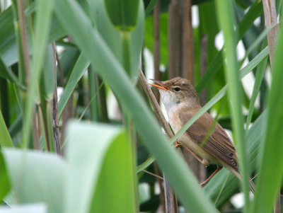 Reed Warbler - Cannaiola - Teichrohrsänger - Acrocephalus scirpaceus