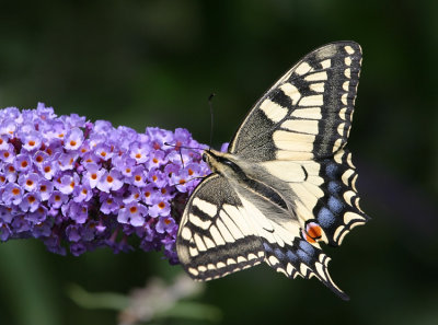 Papilio machaon - IMG_9756-PB.jpg